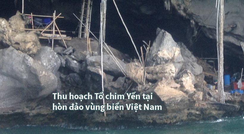 Thu gom tổ yến tại đảo biển Việt Nam